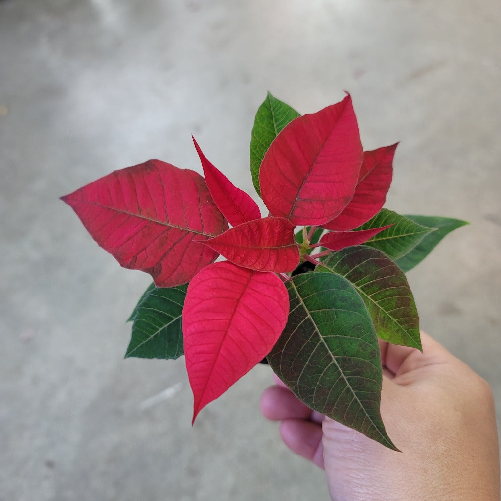 SMALL PLANTS - Poinsettia - 2"