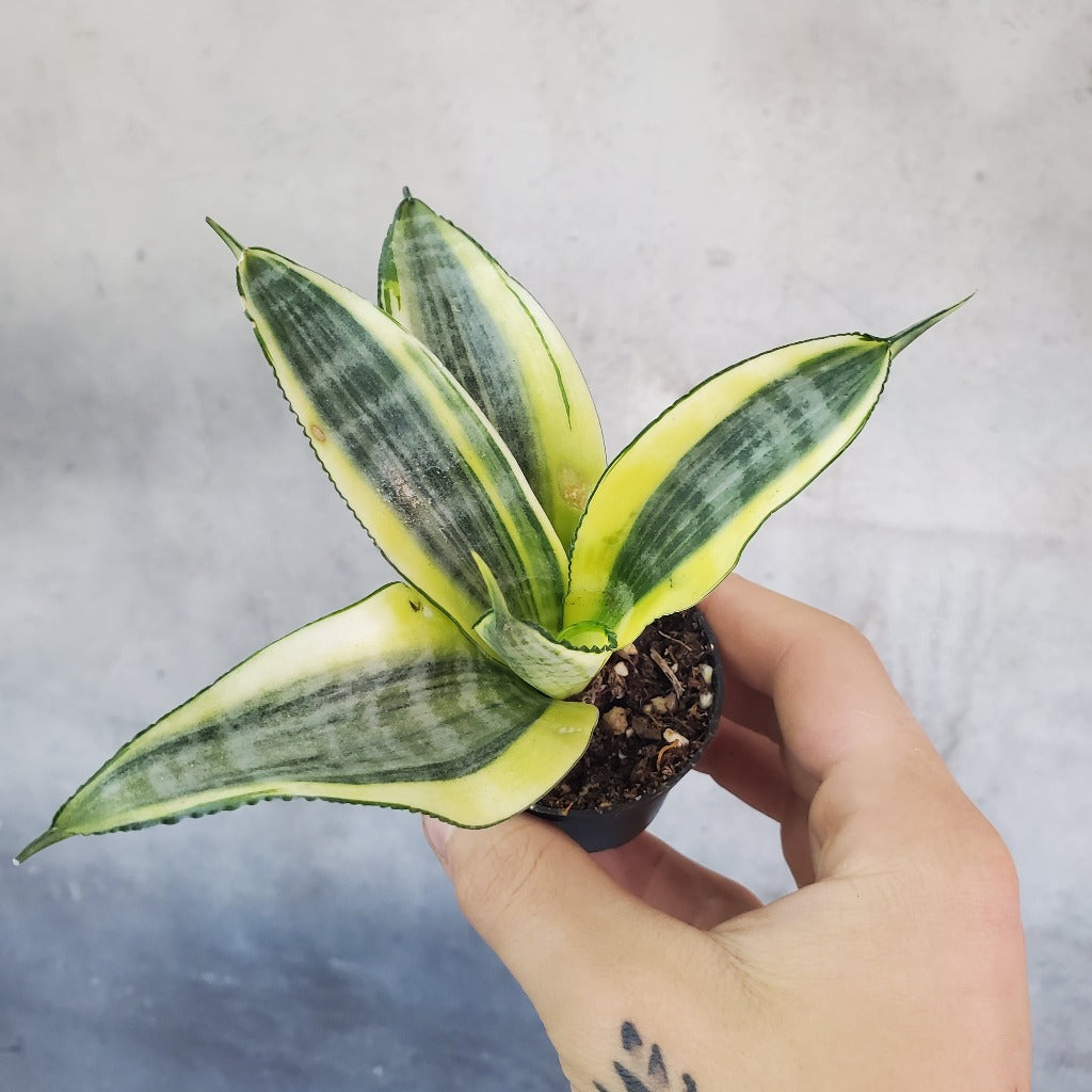SMALL PLANTS - SANSEVIERIA ASSORTED - 2"