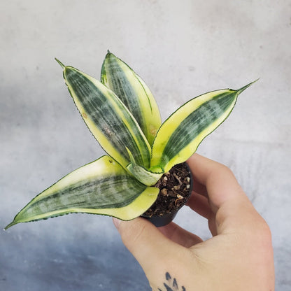 SMALL PLANTS - SANSEVIERIA ASSORTED - 2"