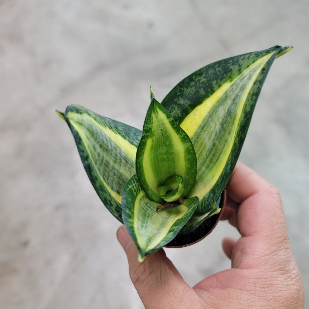 sansevieria gold banner Sansevieria assorted
