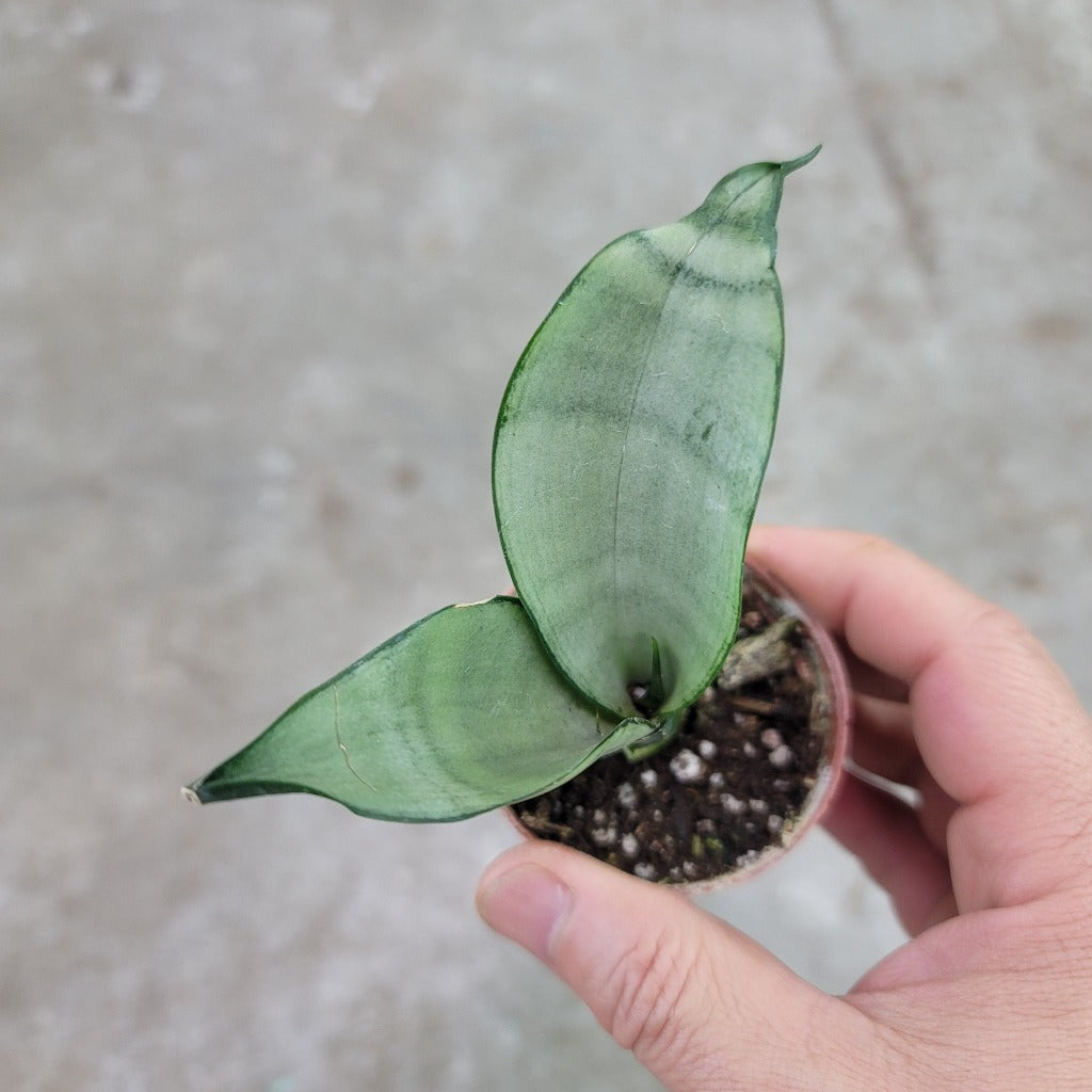 Sansevieria tri. 'Moonshine' - 2