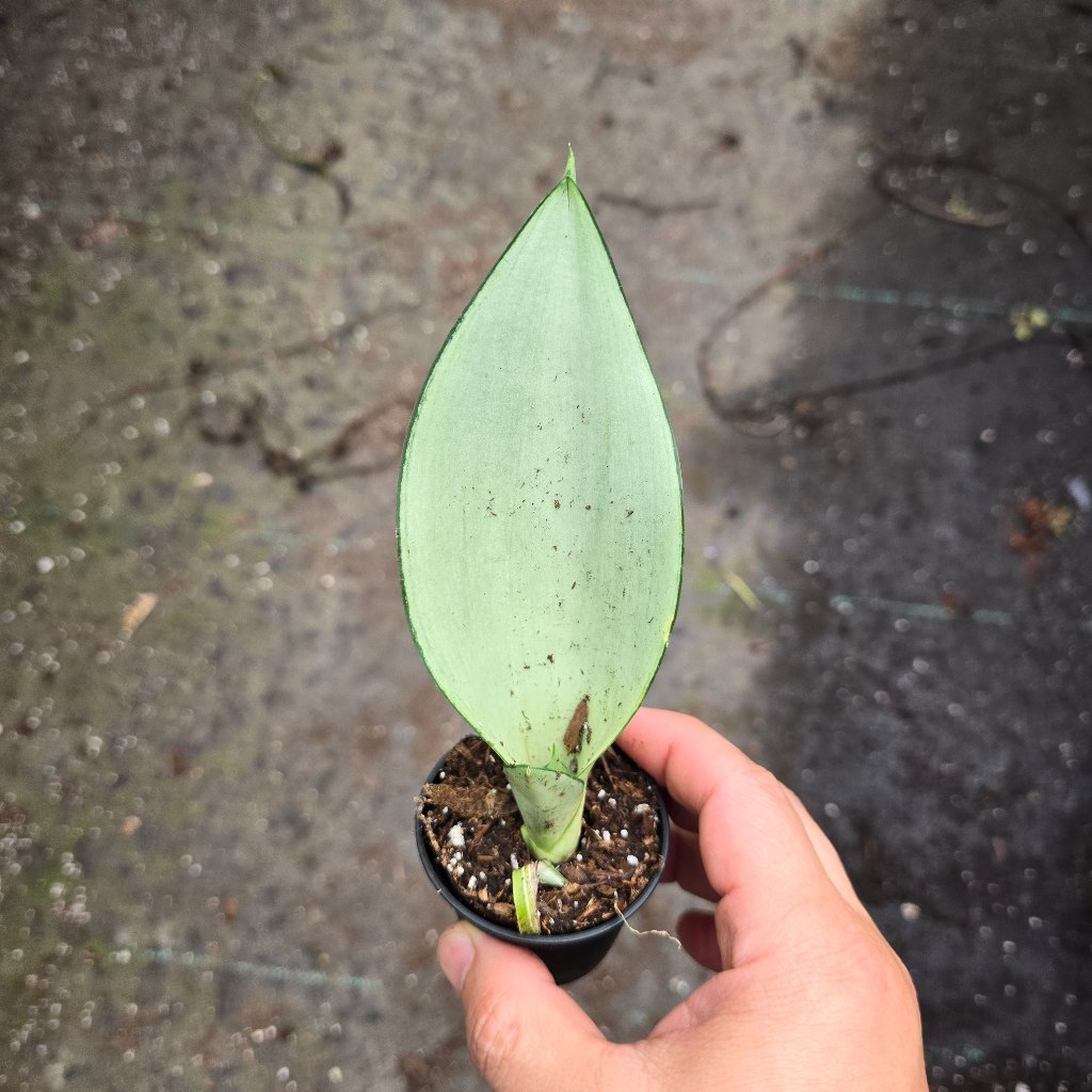 Sansevieria tri. 'Moonshine' - 2