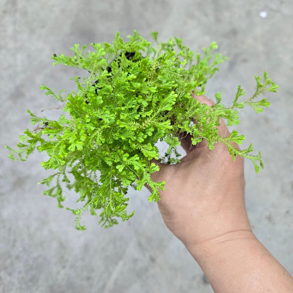 SMALL PLANTS - Selaginella Assorted - 3"