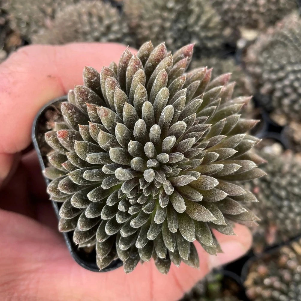 SMALL PLANTS - Sinocrassula Yunnanensis - 2"