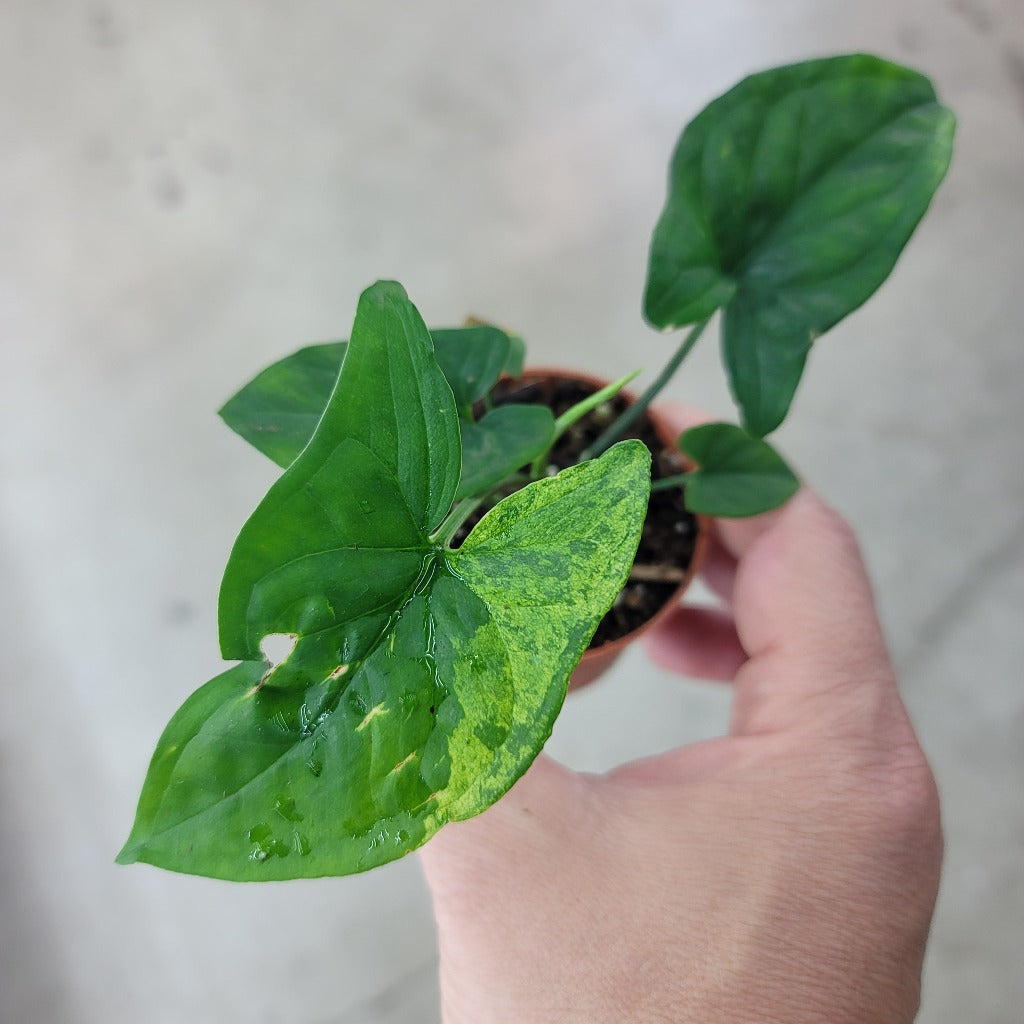 SMALL PLANTS - Syngonium Mojito - 2
