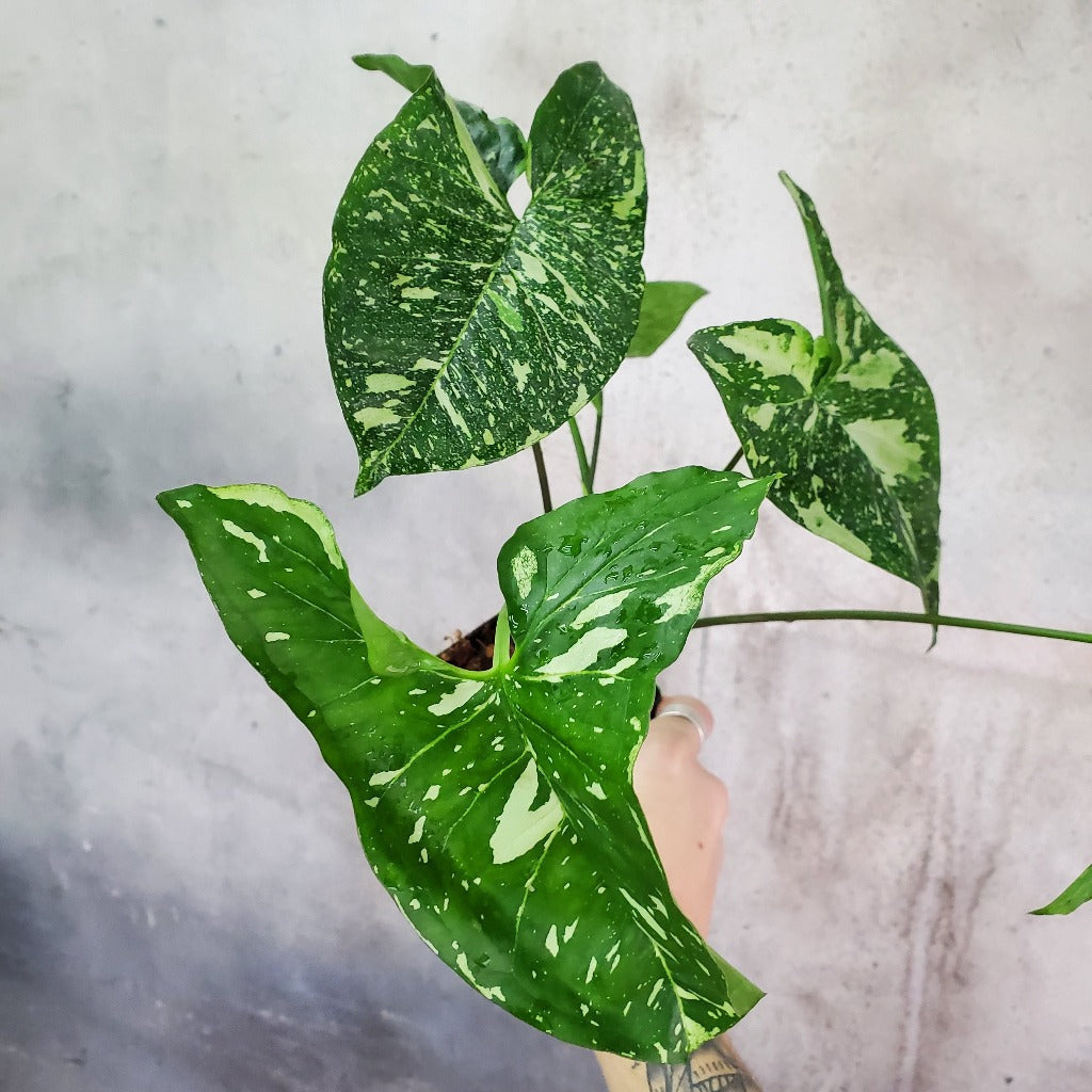 SMALL PLANTS - Syngonium Panda - 2"