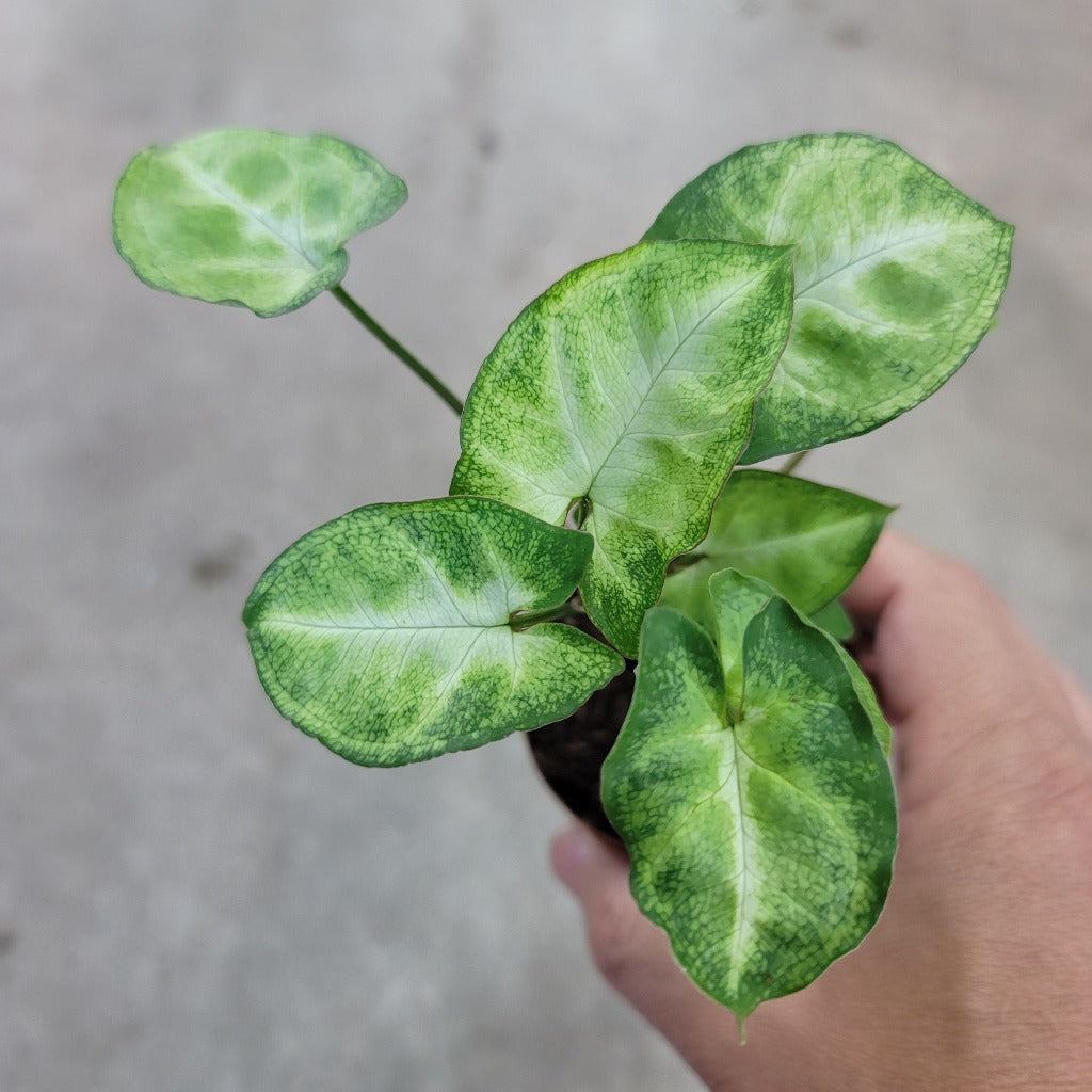 SMALL PLANTS - SYNGONIUM WHITE - 2.5"