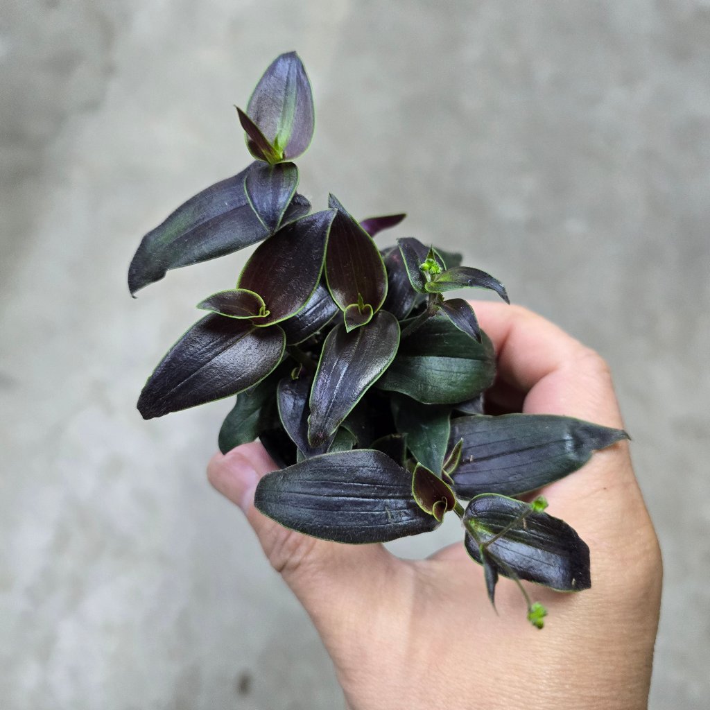 Tradescantia 'Jose Puig' - 2