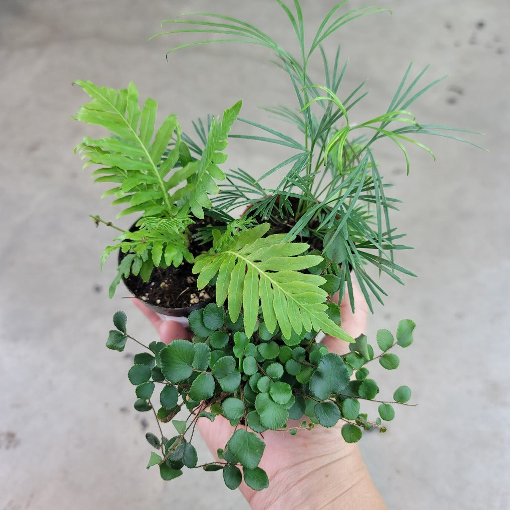 Stringray Fern Tropical ferns assorted - 2