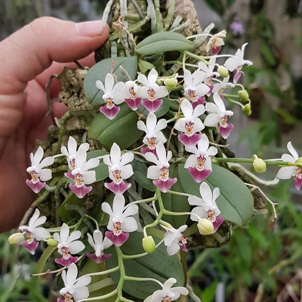 Phalaenopsis parishii - mounted