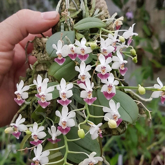 Phalaenopsis parishii - mounted