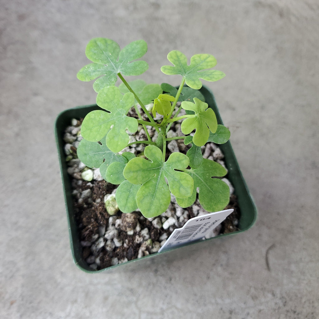 SUCCULENTS & CACTUS - Adenia Glauca - 4"