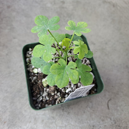 SUCCULENTS & CACTUS - Adenia Glauca - 4"