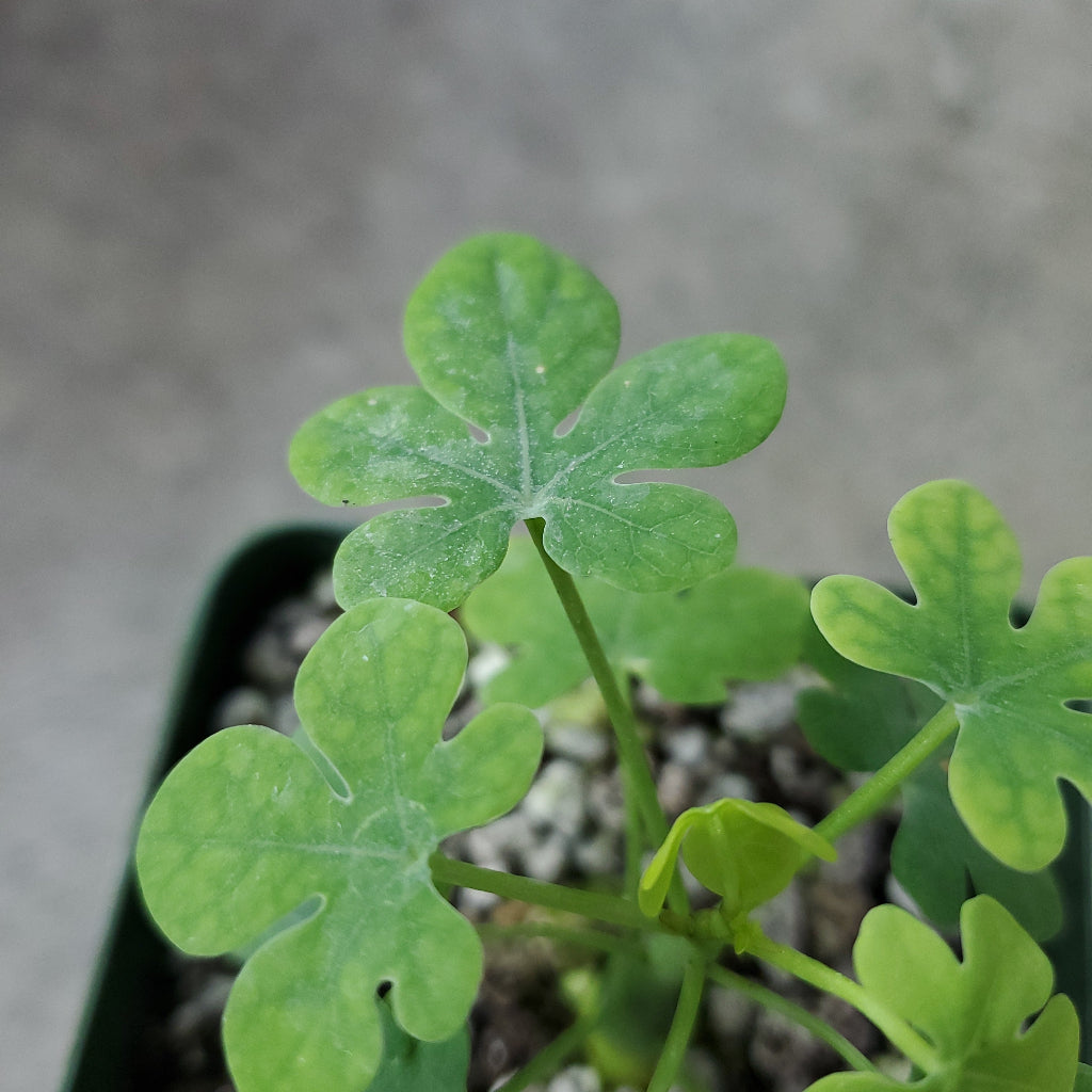 SUCCULENTS & CACTUS - Adenia Glauca - 4"