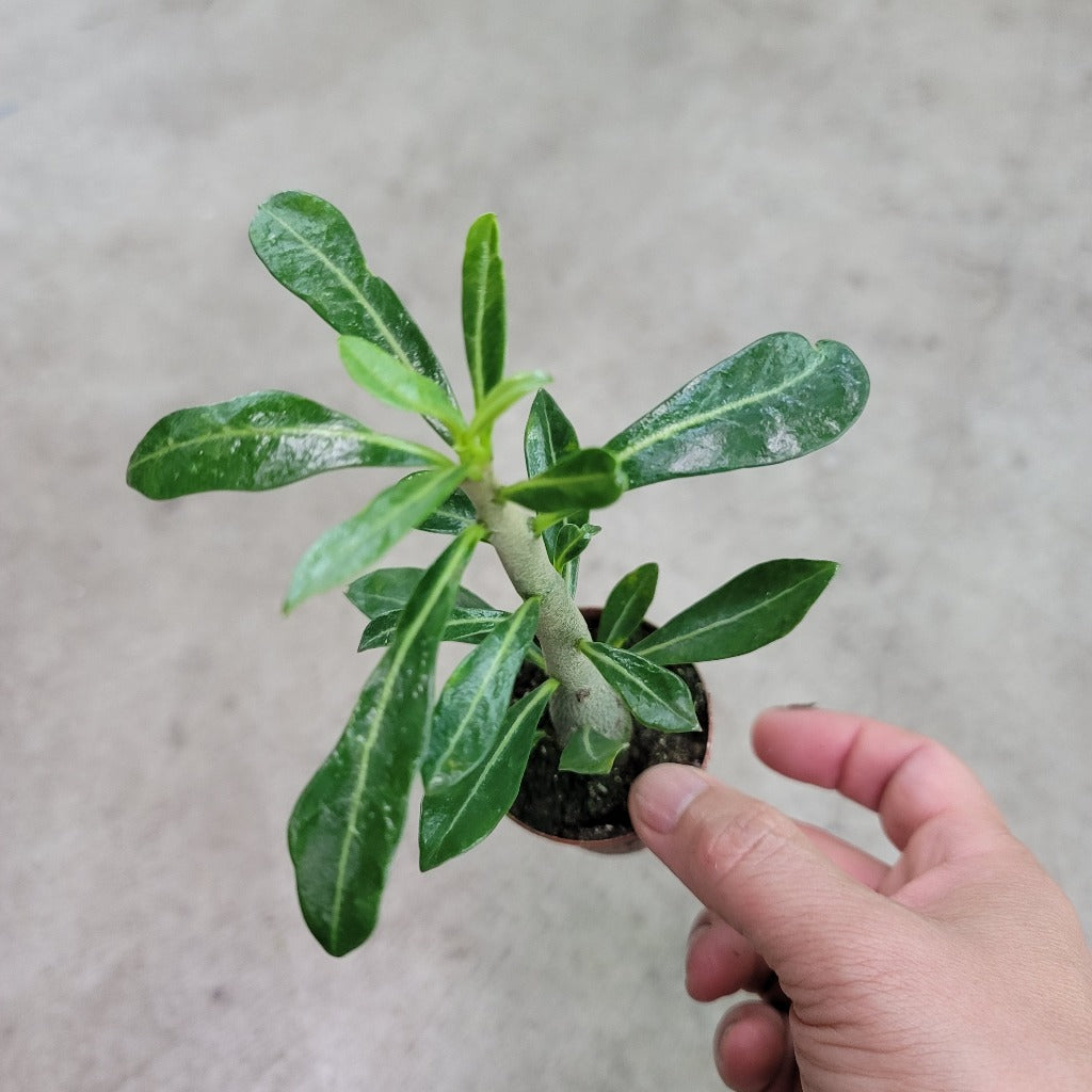 SUCCULENTS & CACTUS - Adenium Obesum - 2"
