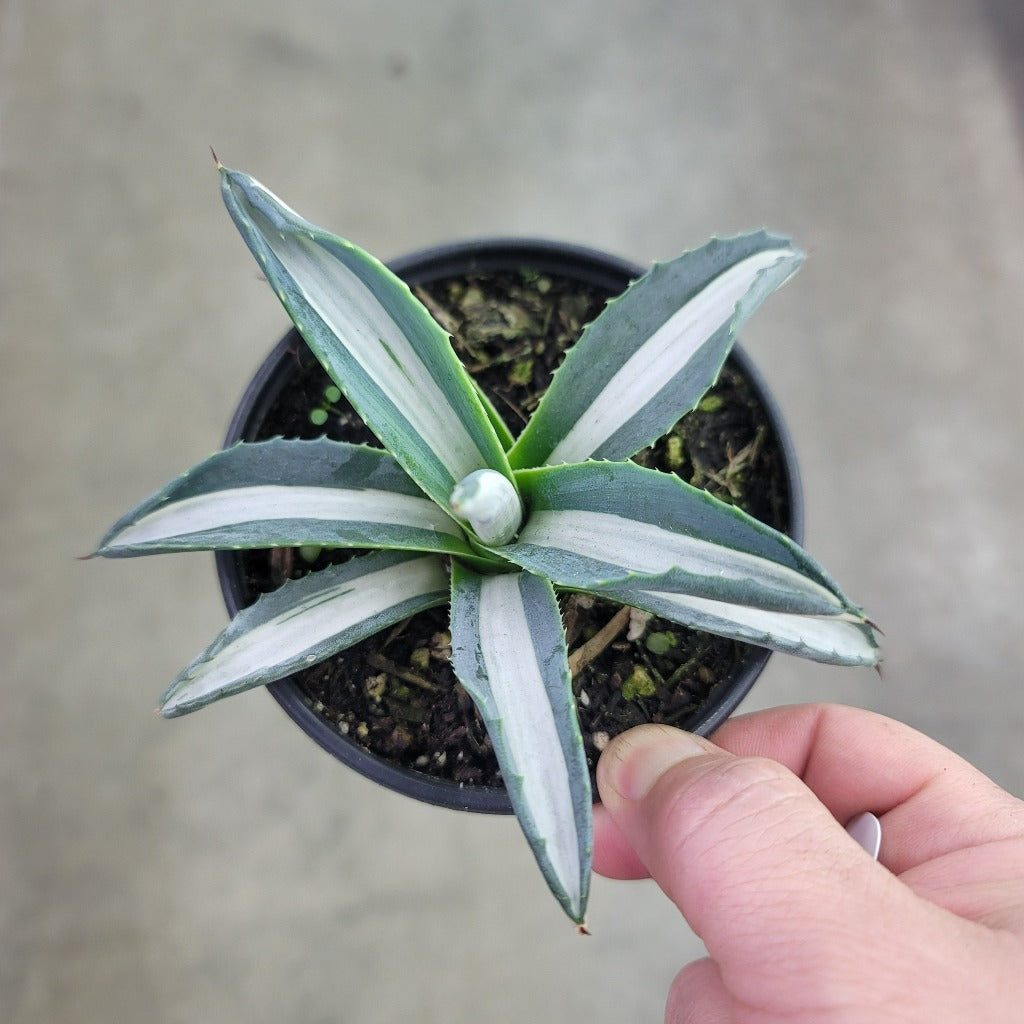 Agave sp - 4