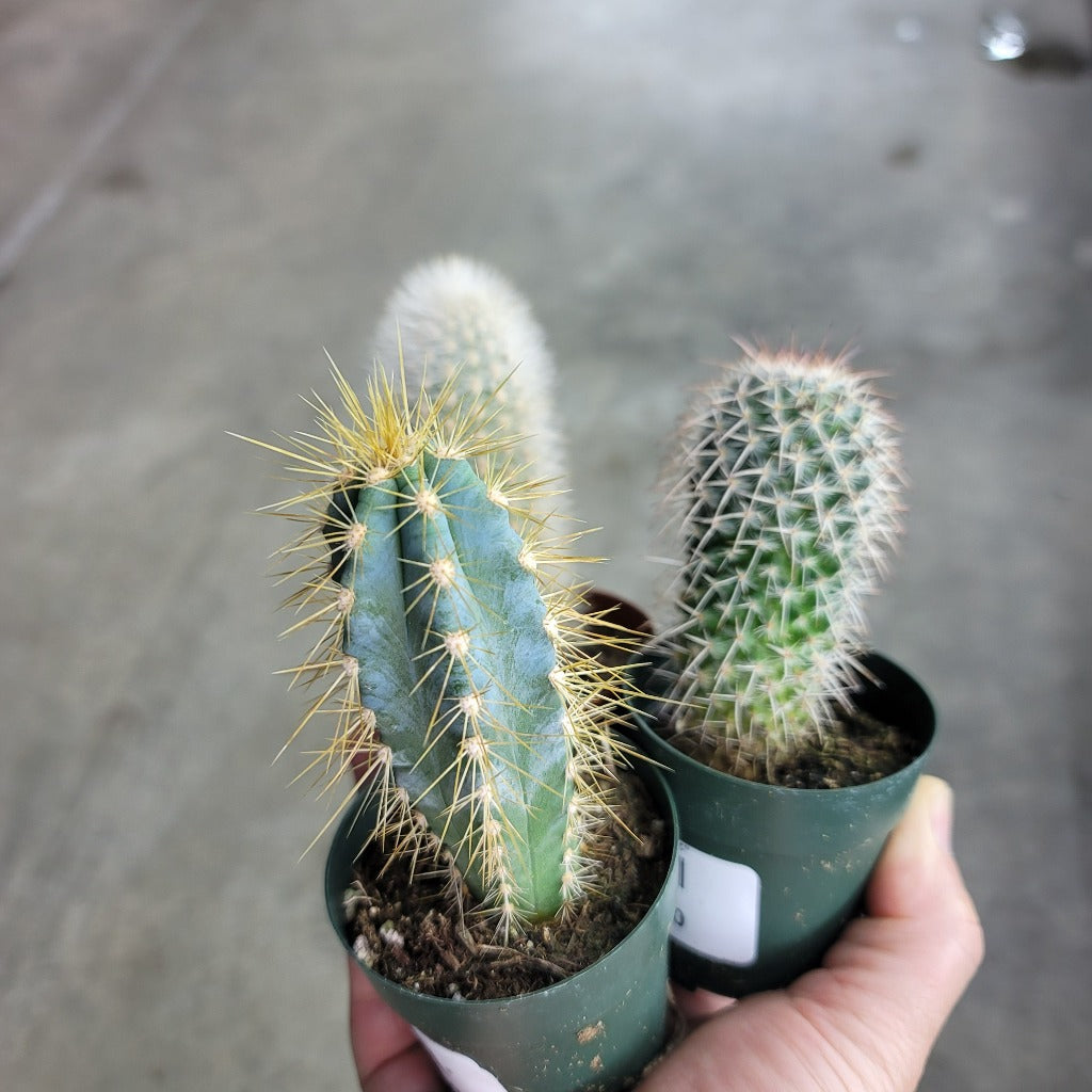 SUCCULENTS & CACTUS - Cactus Assorted - 2.5