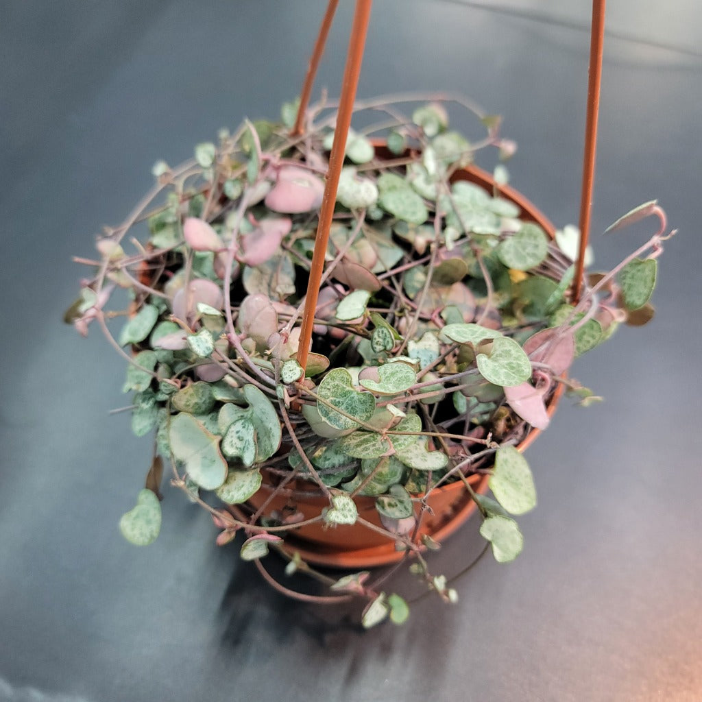 SUCCULENTS & CACTUS - Ceropegia Woodii - 6"