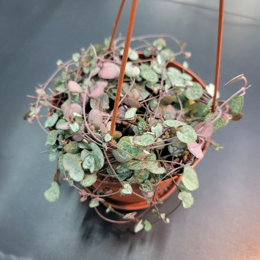 SUCCULENTS & CACTUS - Ceropegia Woodii - 6"