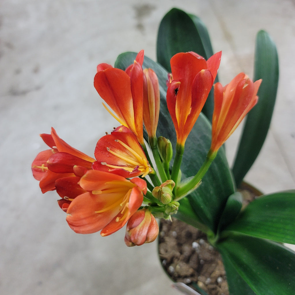 SUCCULENTS & CACTUS - Clivia Miniata - 6"