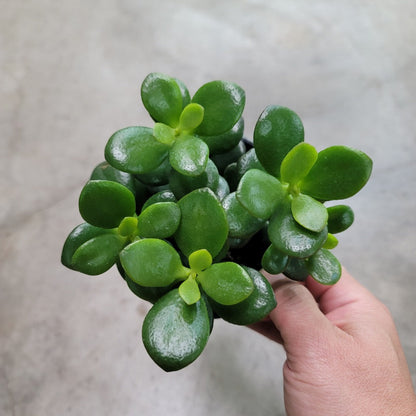 SUCCULENTS & CACTUS - Crassula Obavata 'Minima' - 4"