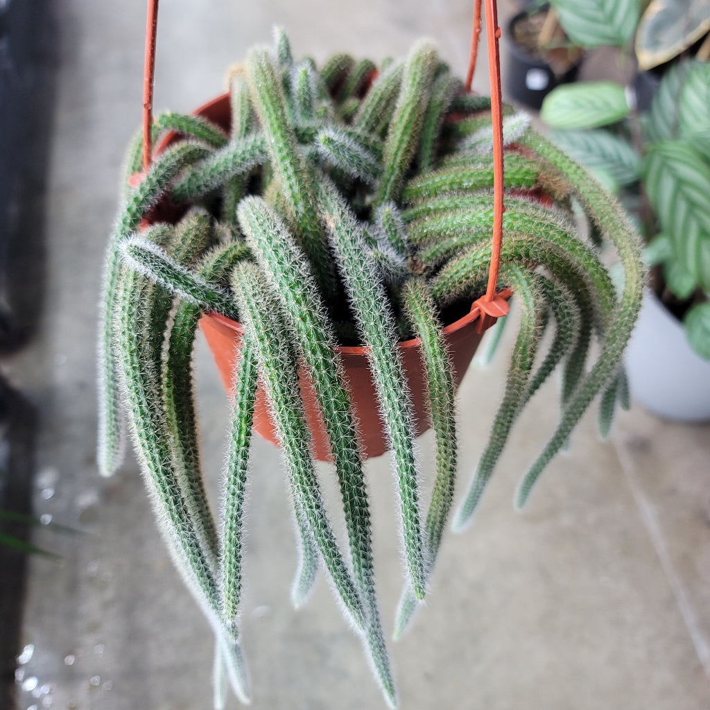 SUCCULENTS & CACTUS - Disocactus Flagelliformis - 6"