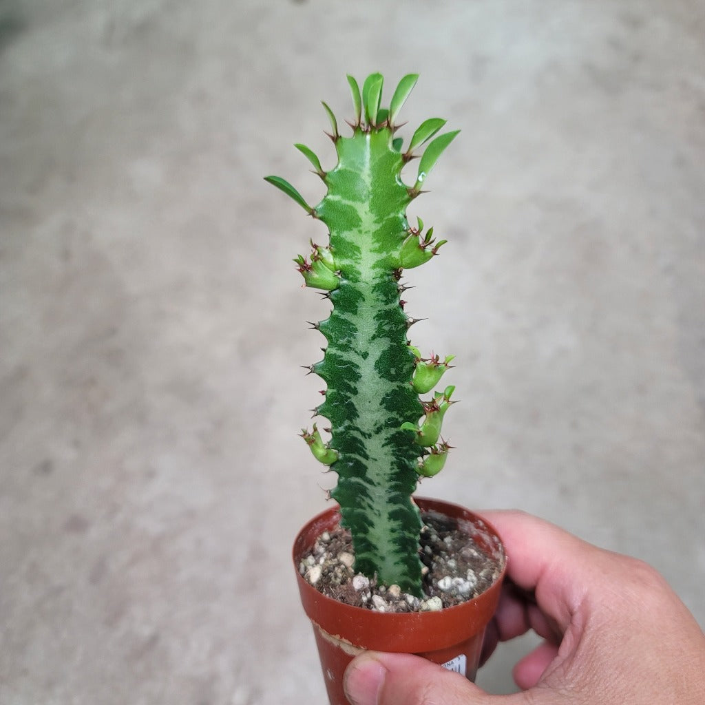 SUCCULENTS & CACTUS - EUPHORBIA TRIGONA - 3"
