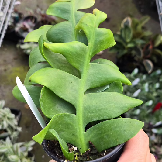 SUCCULENTS & CACTUS - Fern Leaf Cactus - 4"