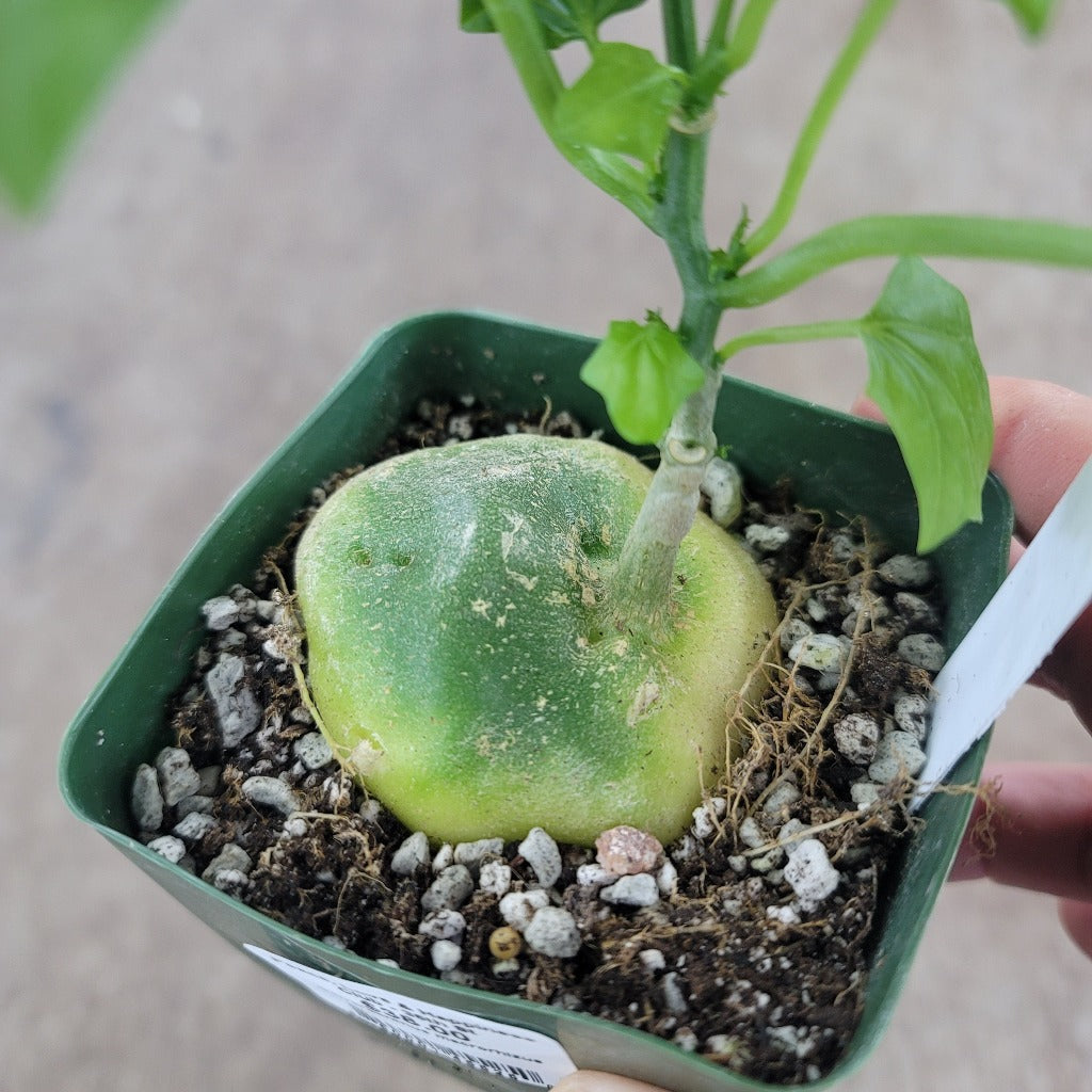 SUCCULENTS & CACTUS - Gerrardanthus Macrorhizus - 4"