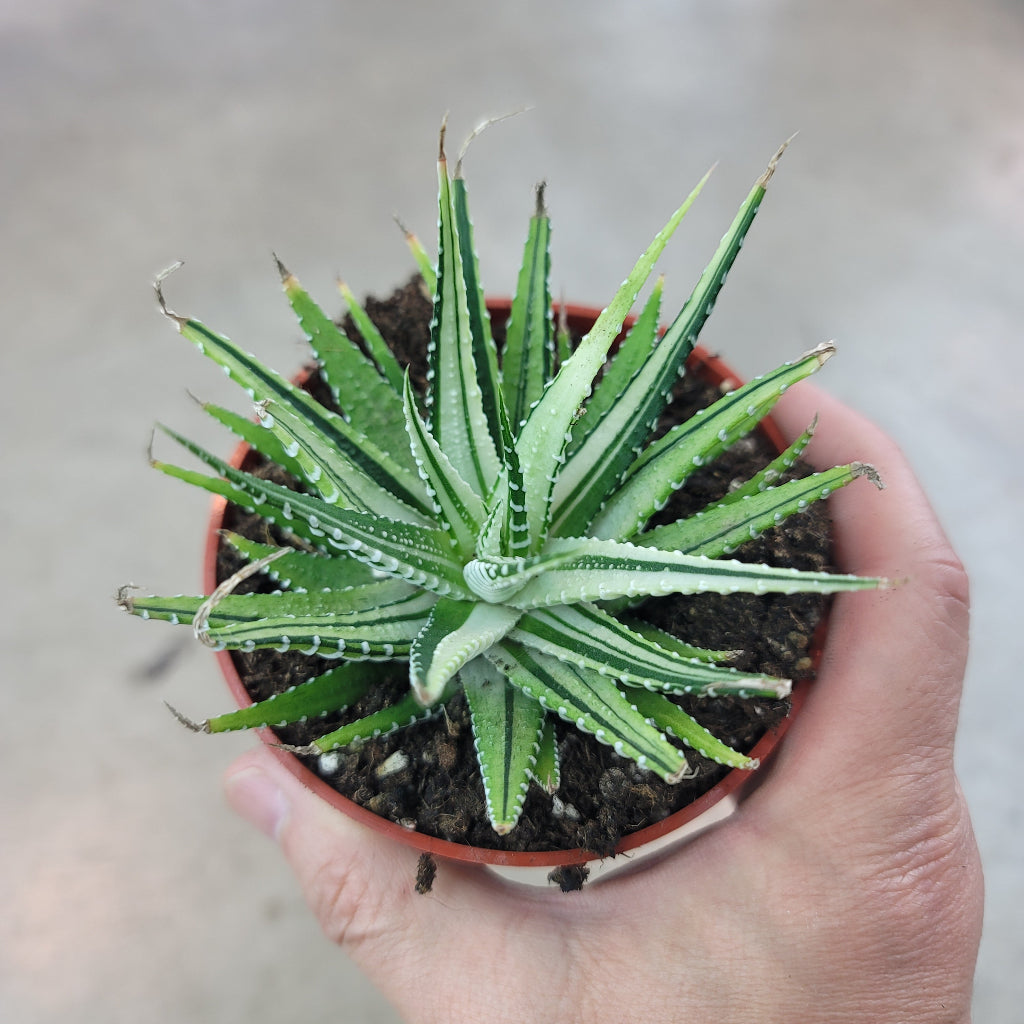 SUCCULENTS & CACTUS - Haworthia Attenuata F. Variegata - 4"