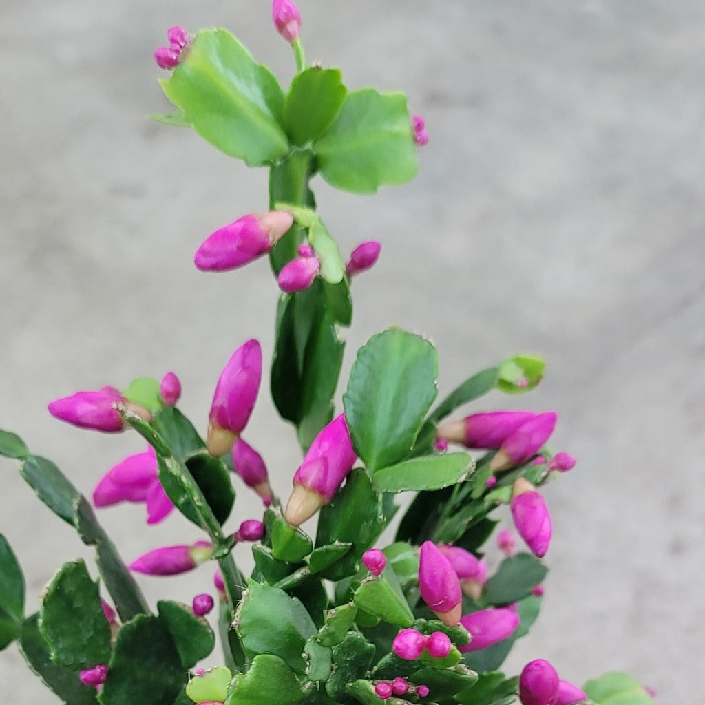 SUCCULENTS & CACTUS - Holiday Cactus - 6" (assorted)