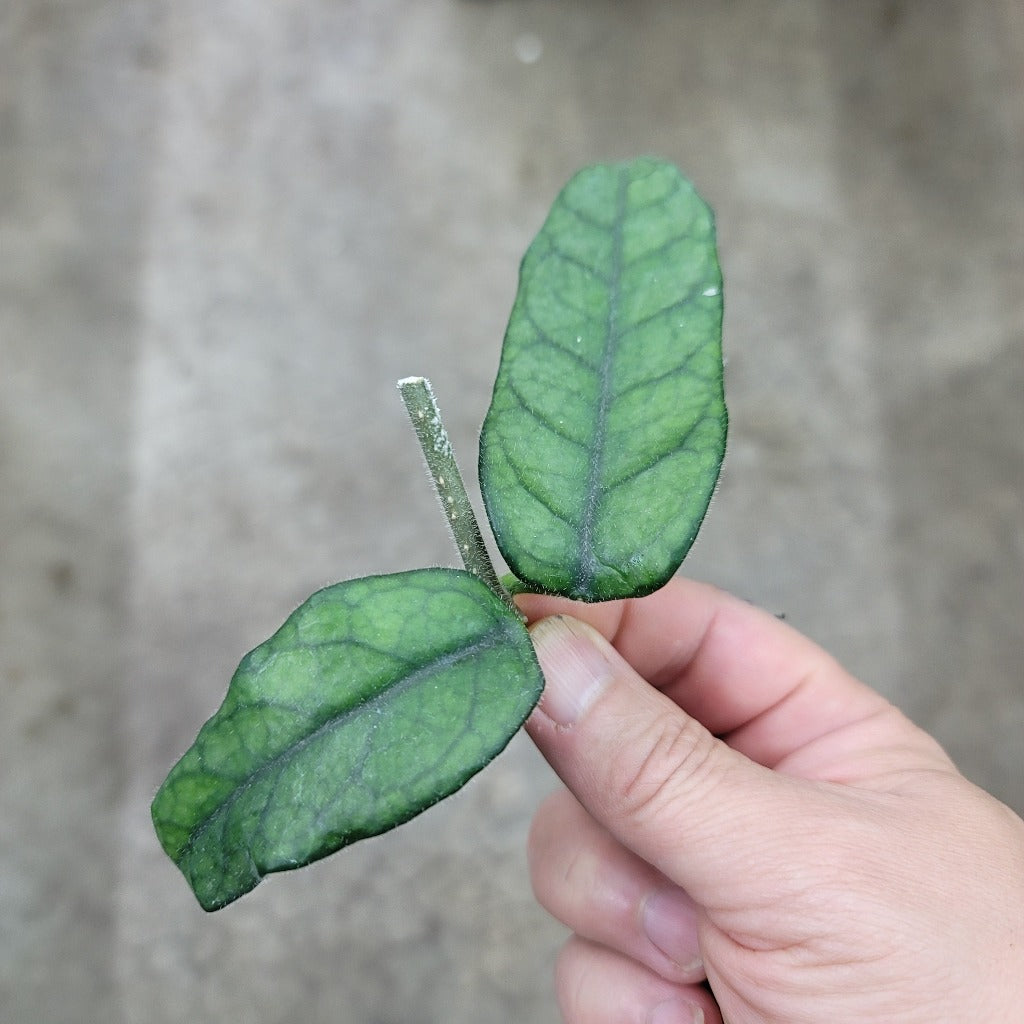 Hoya globulosa - cutting