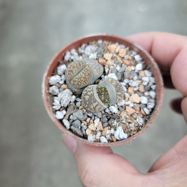 lithop succulents Lithops assorted