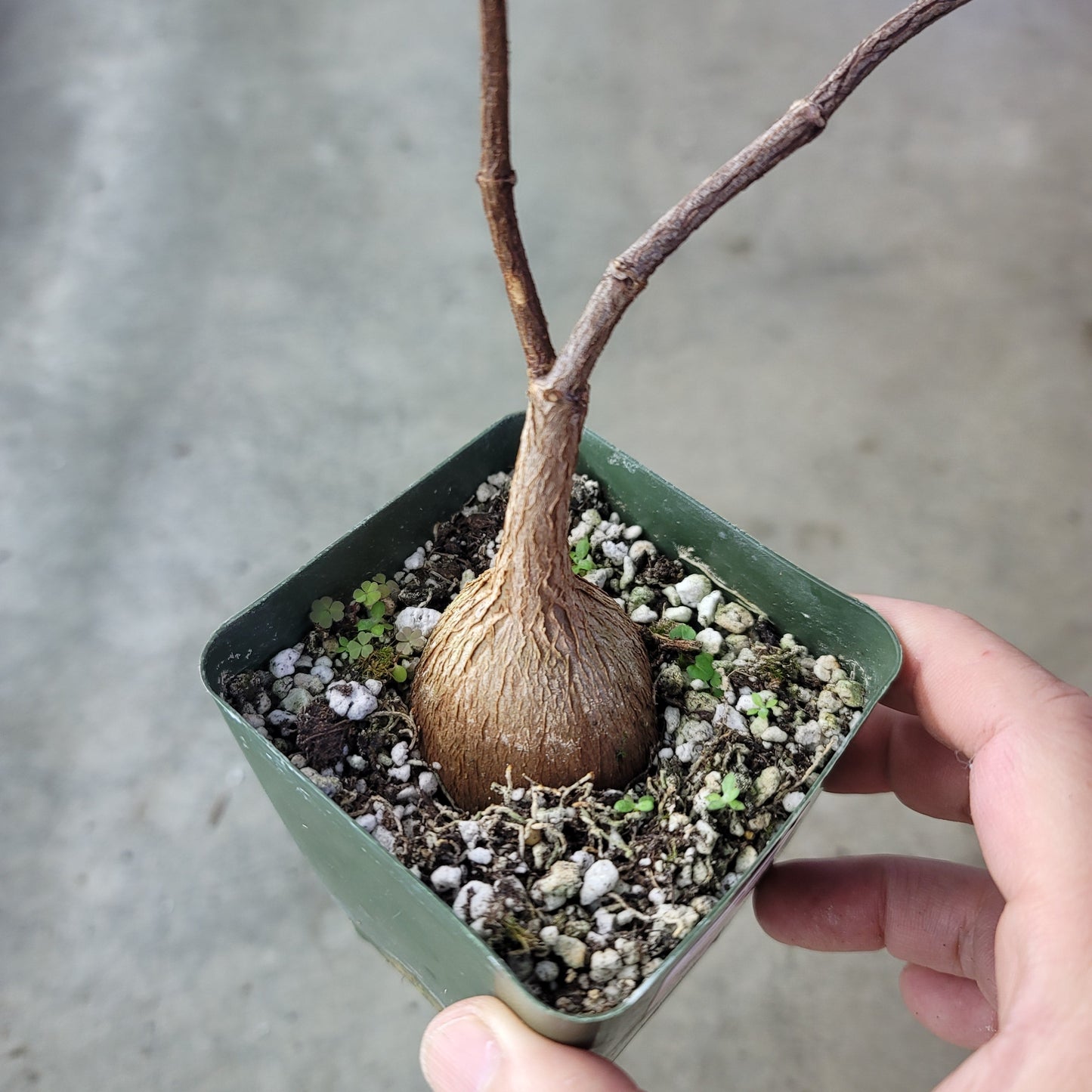 SUCCULENTS & CACTUS - PENTOPENTIA NATALENSIS - 4"