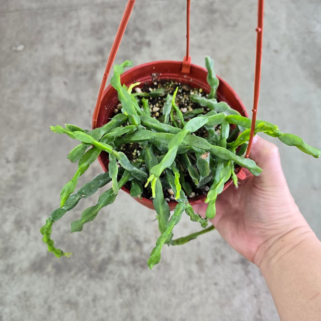 SUCCULENTS & CACTUS - Rhipsalis Paradoxa - HB 6"