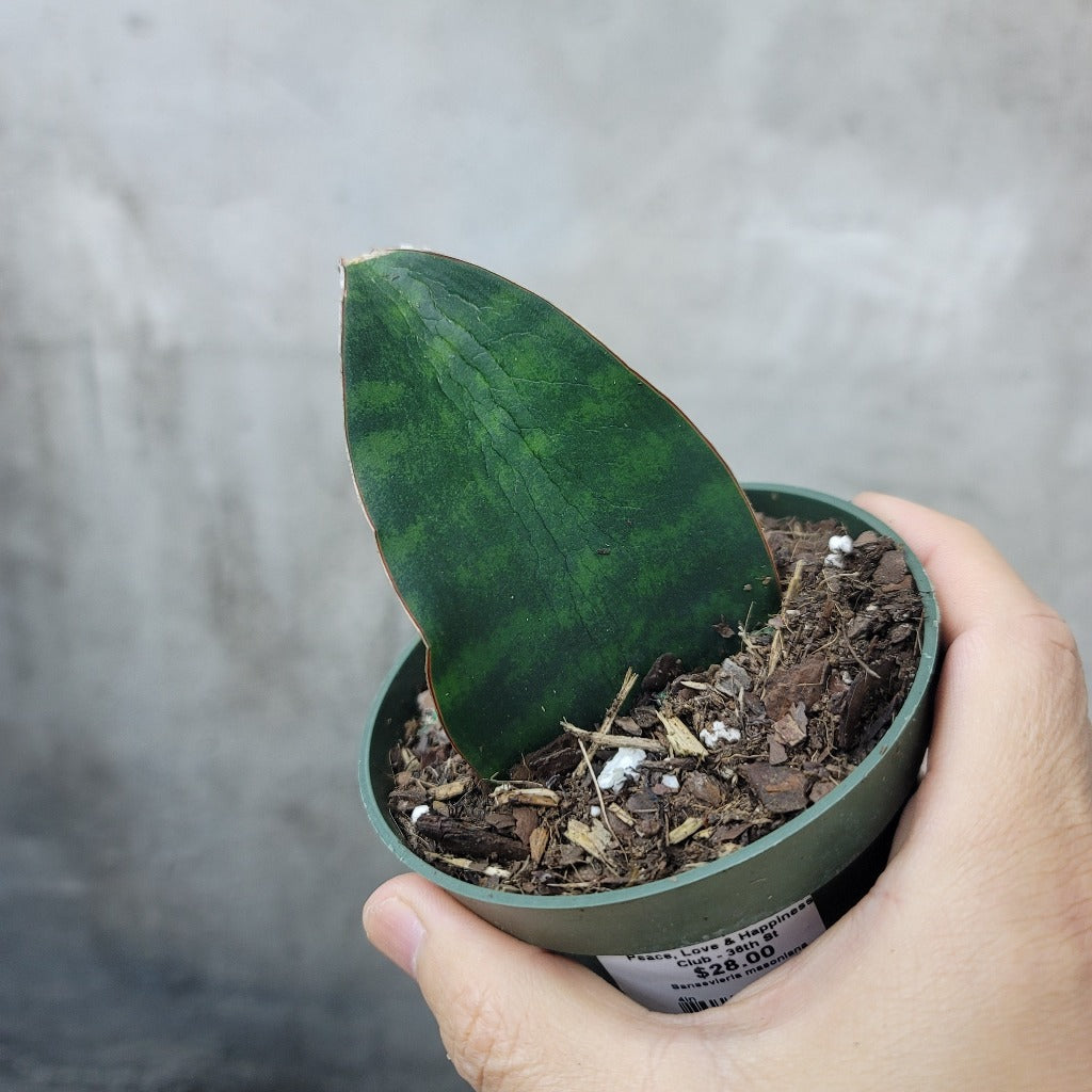 Sansevieria masoniana - 4