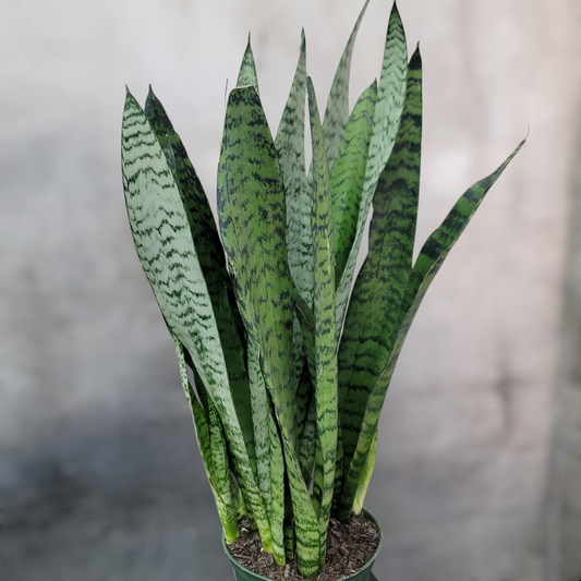 SUCCULENTS & CACTUS - Sansevieria Zeylanica - 6"