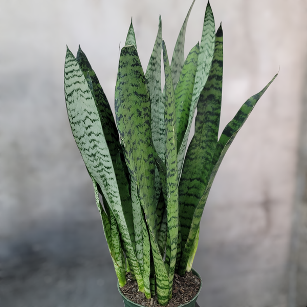 sansevieria nilotica Sansevieria zeylanica - 6"