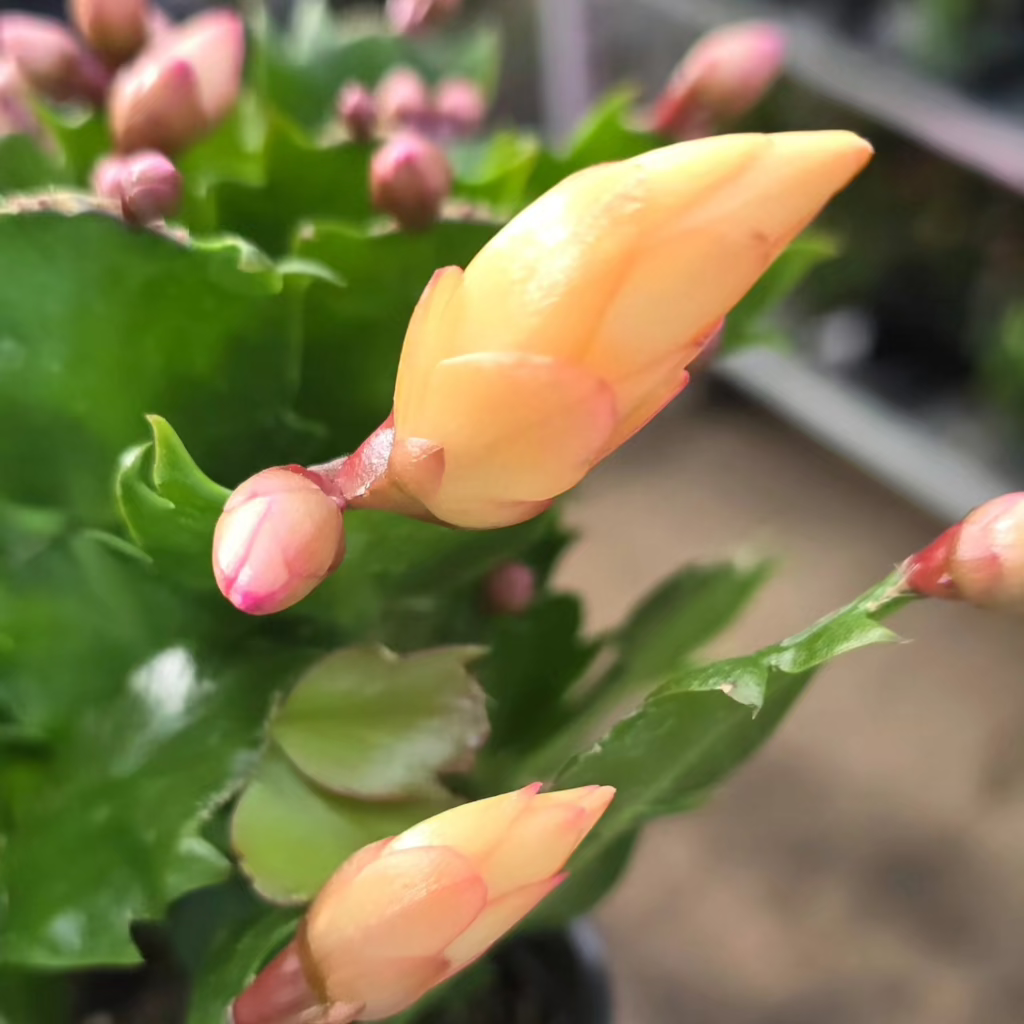 SUCCULENTS & CACTUS - Schlumbergera Truncata ' Thor Sophia' - 4"