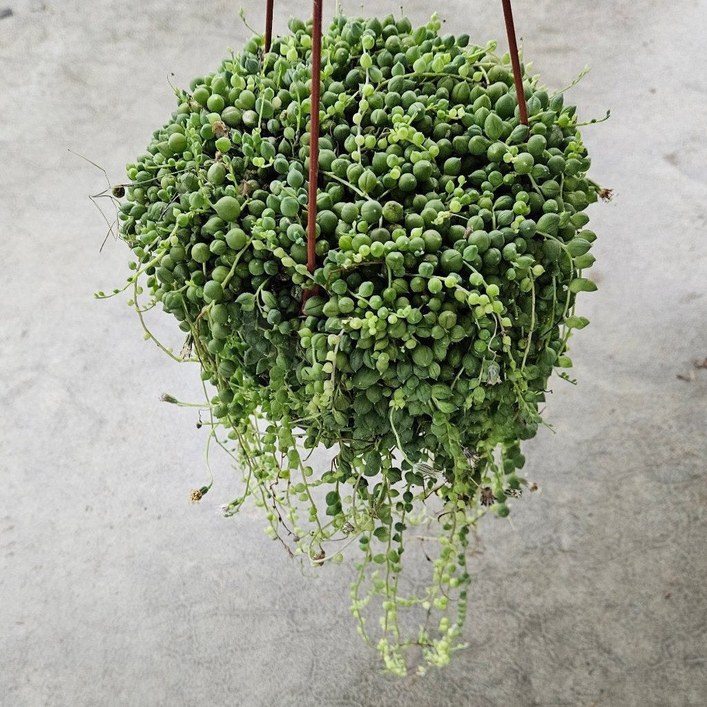 SUCCULENTS & CACTUS - String Of Pearls - 6"