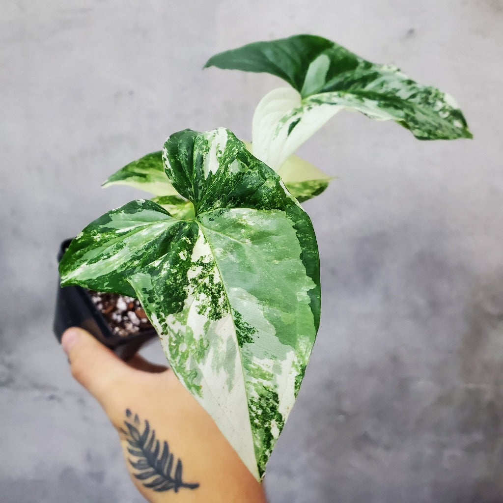 Syngonium podophyllum albo variegata - 2