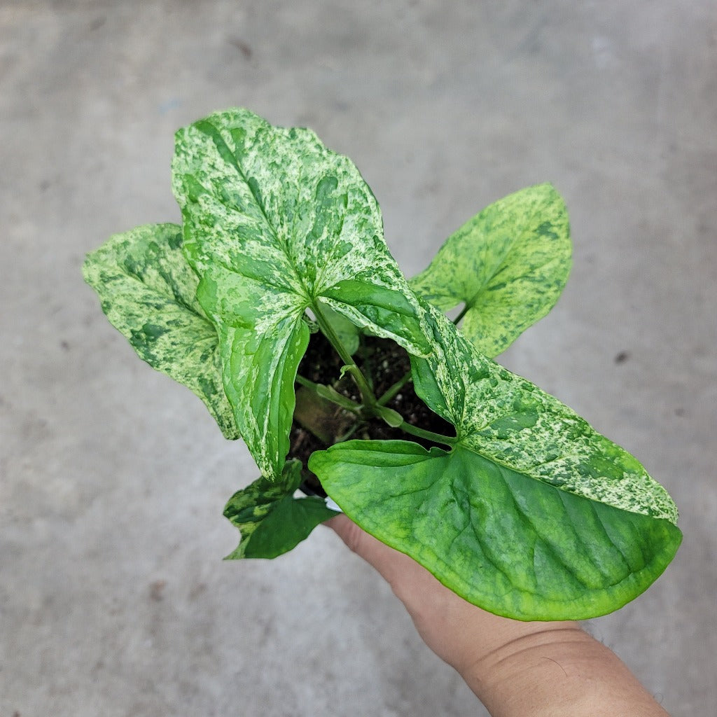 SYNGONIUM - Syngonium Mojito - 4"