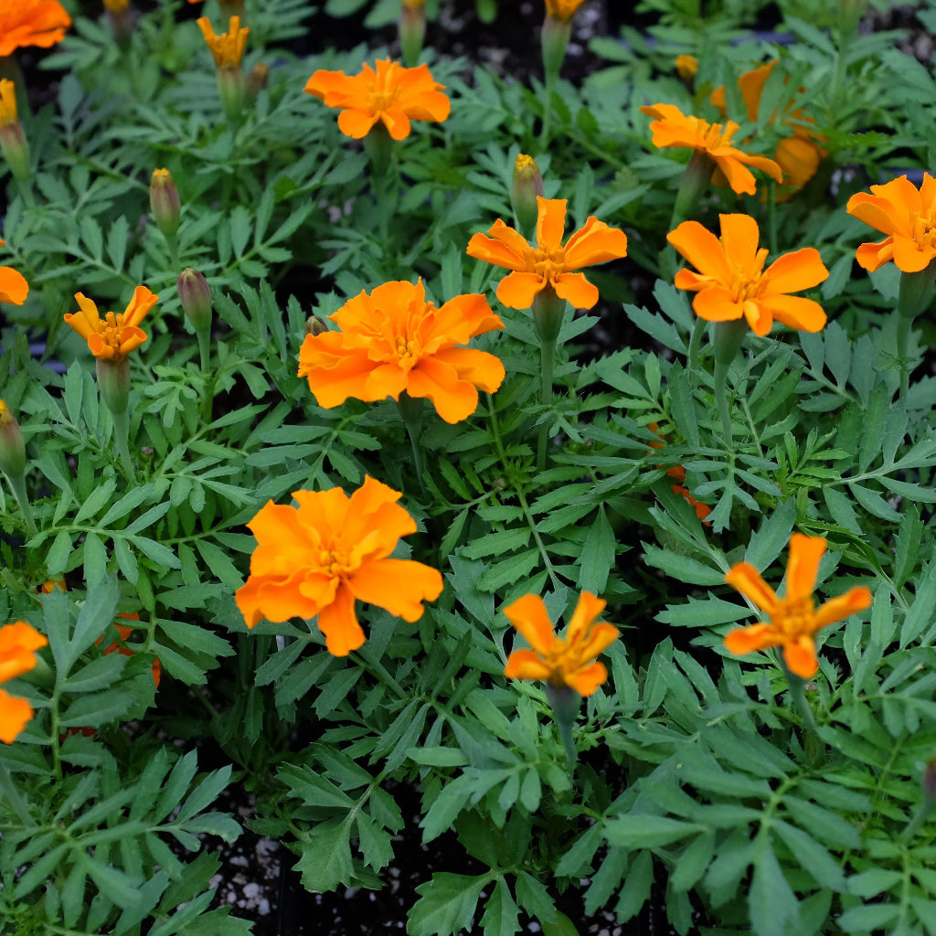 Marigold Bonanza Deep Orange - 3.5"