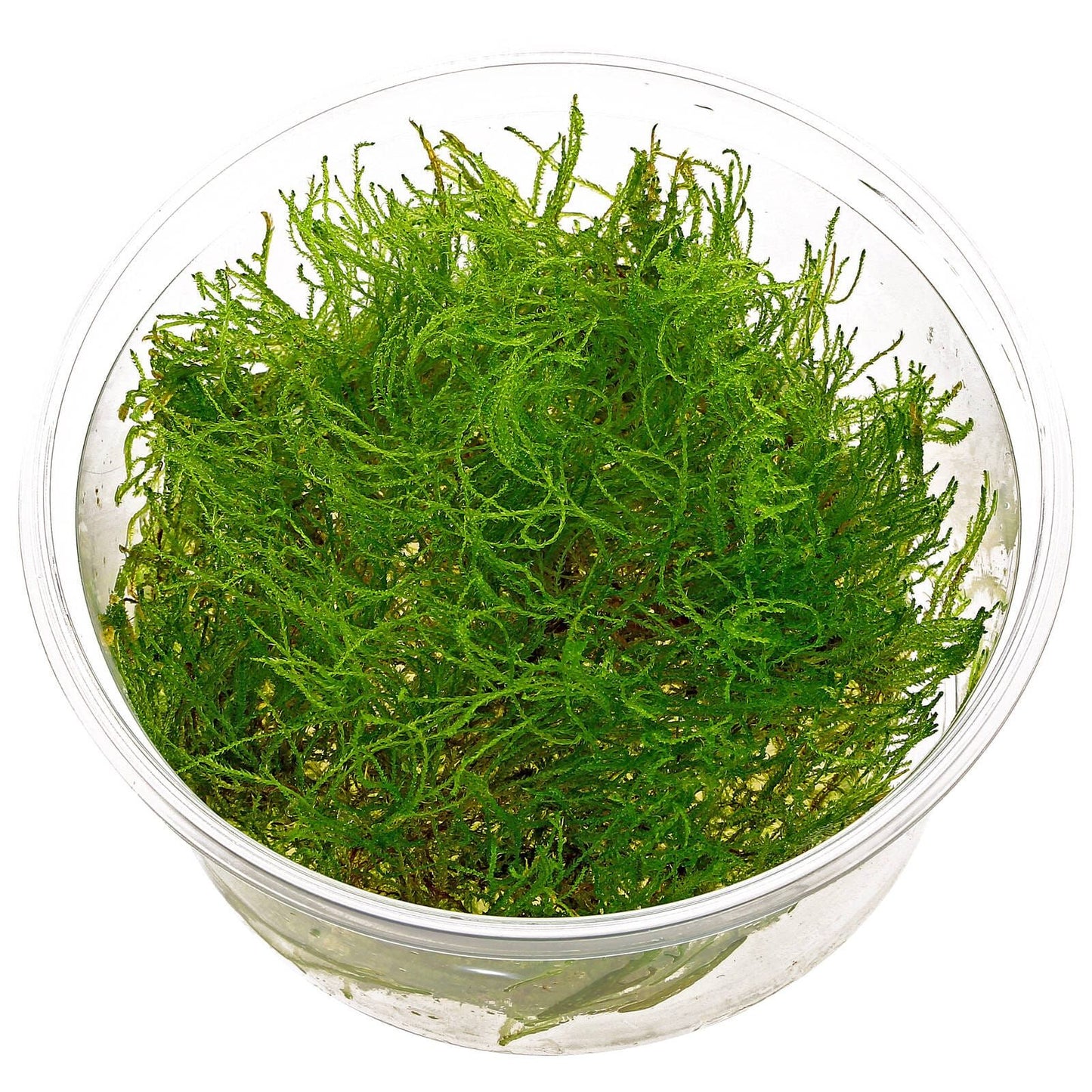Taiwan moss - 2" cup