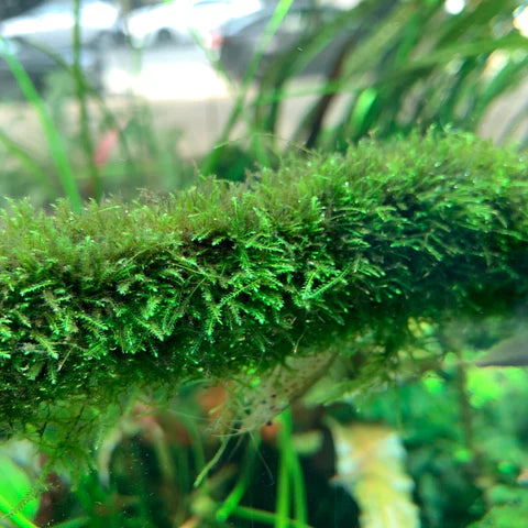 Taxiphyllum barbieri - ADA