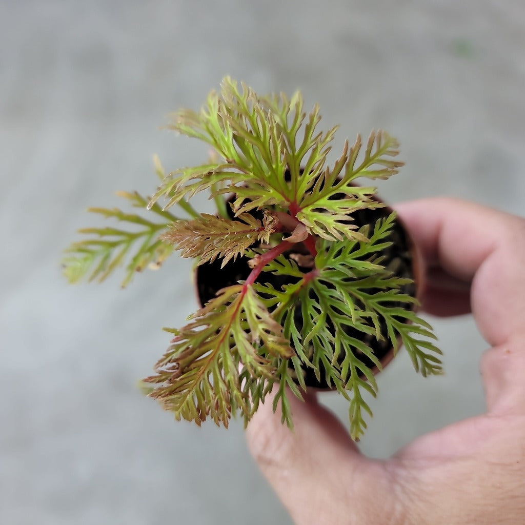 TERRARIUM - BEGONIA BIPINNATIFIDA - 2"