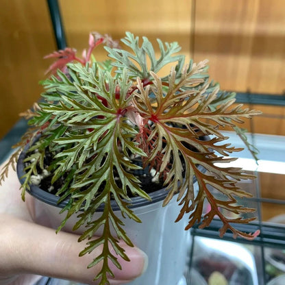 TERRARIUM - BEGONIA BIPINNATIFIDA - 2"