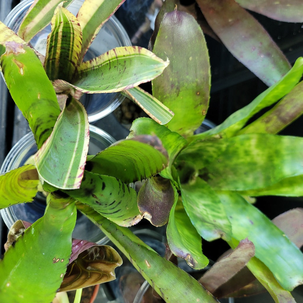 TERRARIUM - BROMELIADS