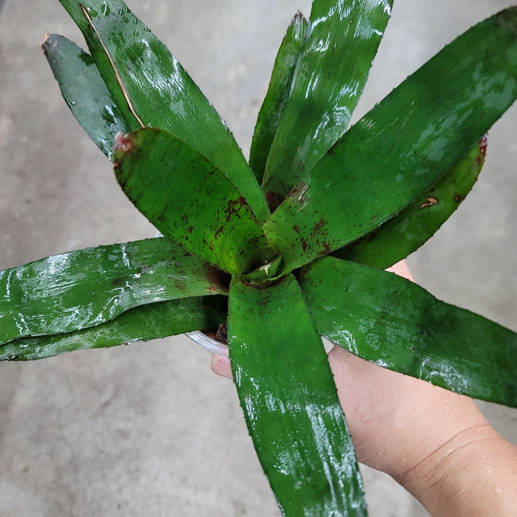 TERRARIUM - BROMELIADS