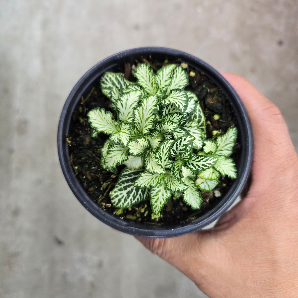 TERRARIUM - Fittonia 'White Tiger' - 4"